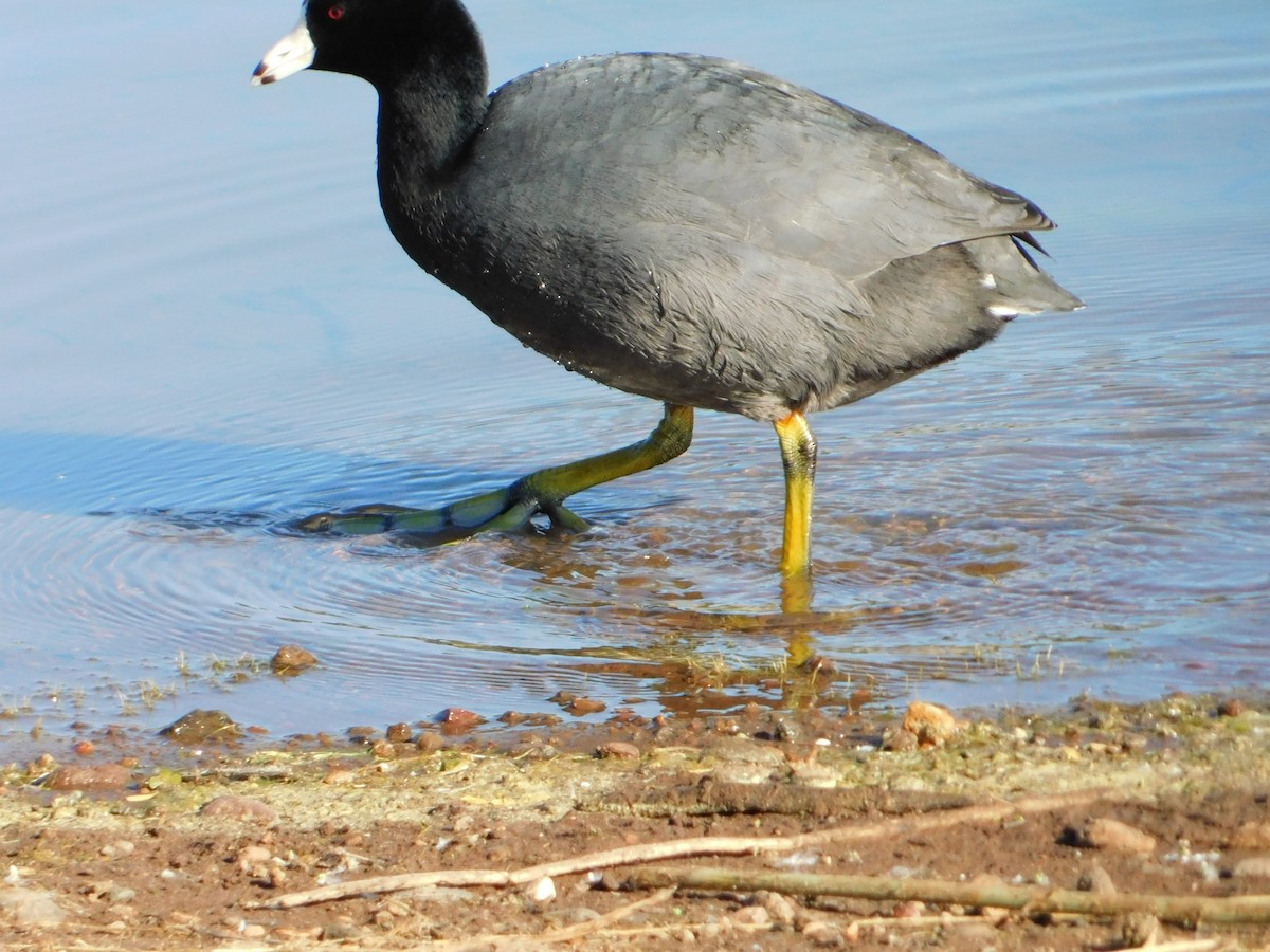 American Coot - Nathaniel Cooley