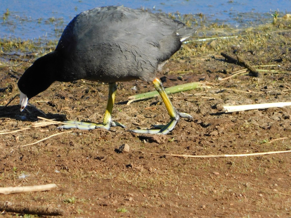 American Coot - Nathaniel Cooley