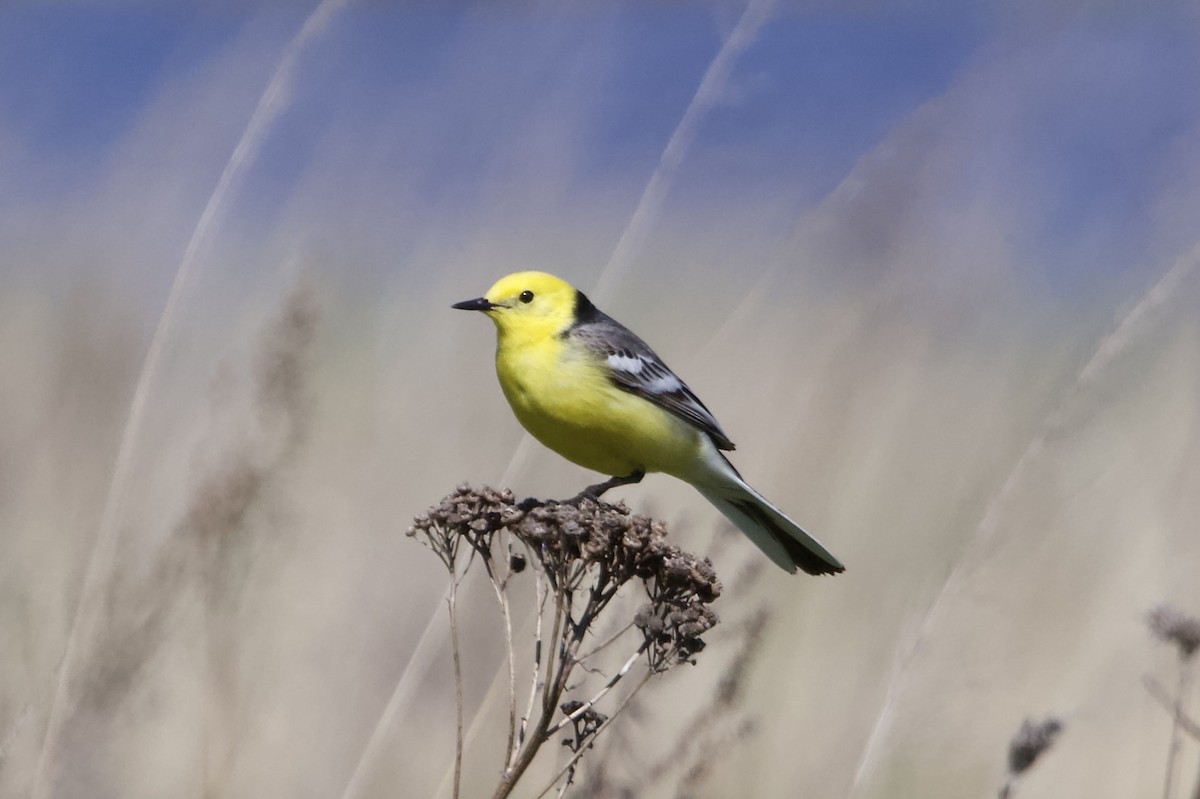 Citrine Wagtail - Elena Popova