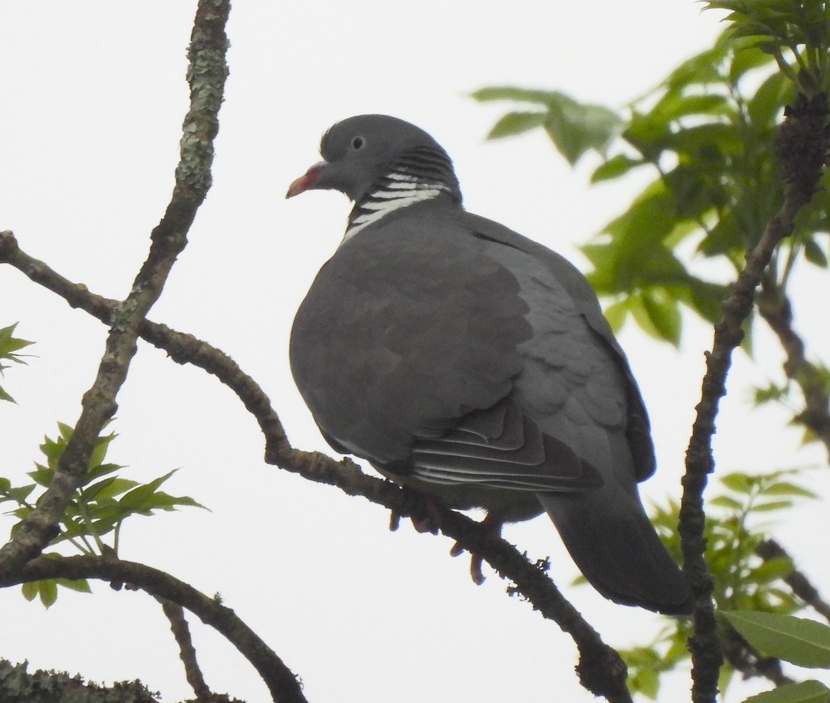 Common Wood-Pigeon - Vince Patton