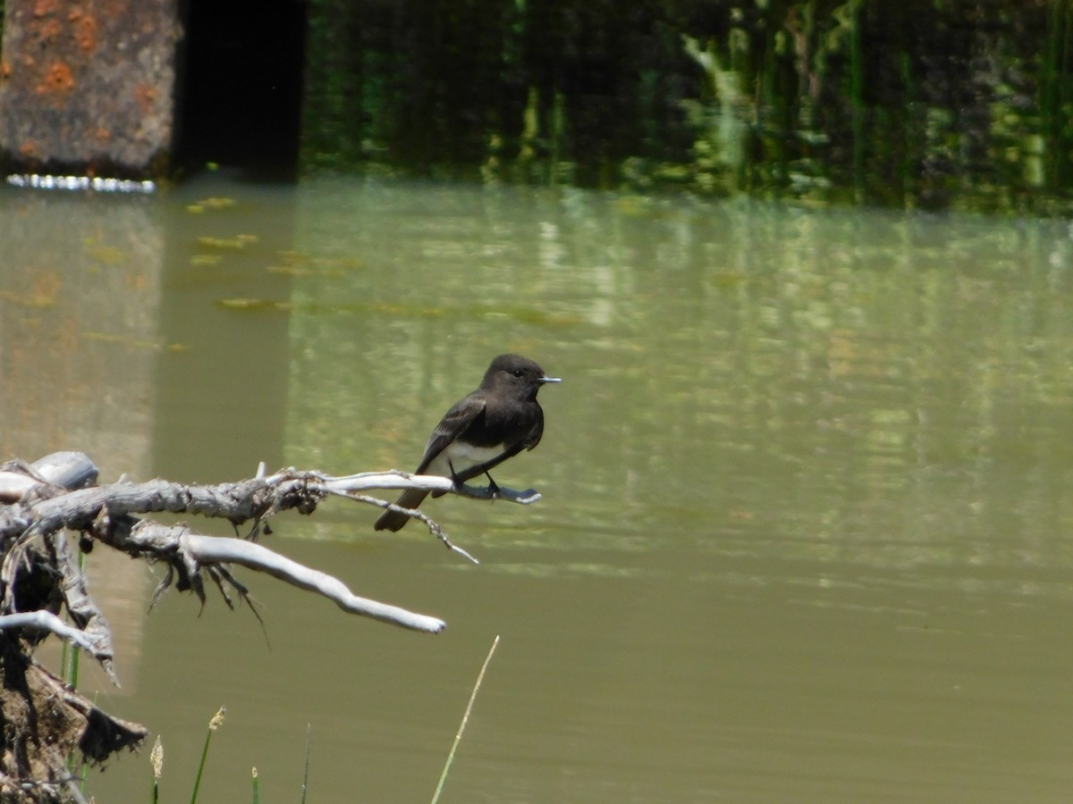 Black Phoebe - Nathaniel Cooley