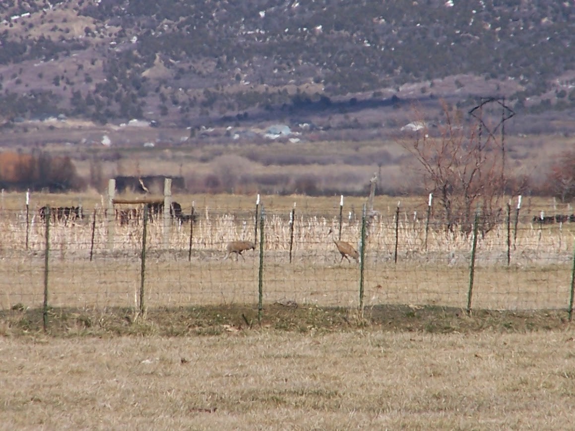 Sandhill Crane - ML619402207