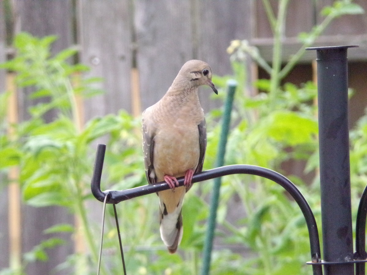 Mourning Dove - Texas Bird Family