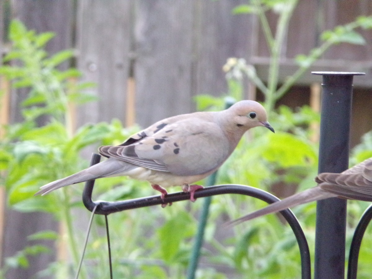 Mourning Dove - Texas Bird Family