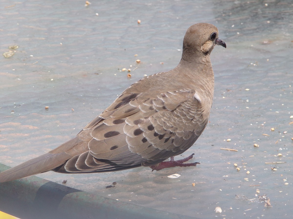 Mourning Dove - Texas Bird Family