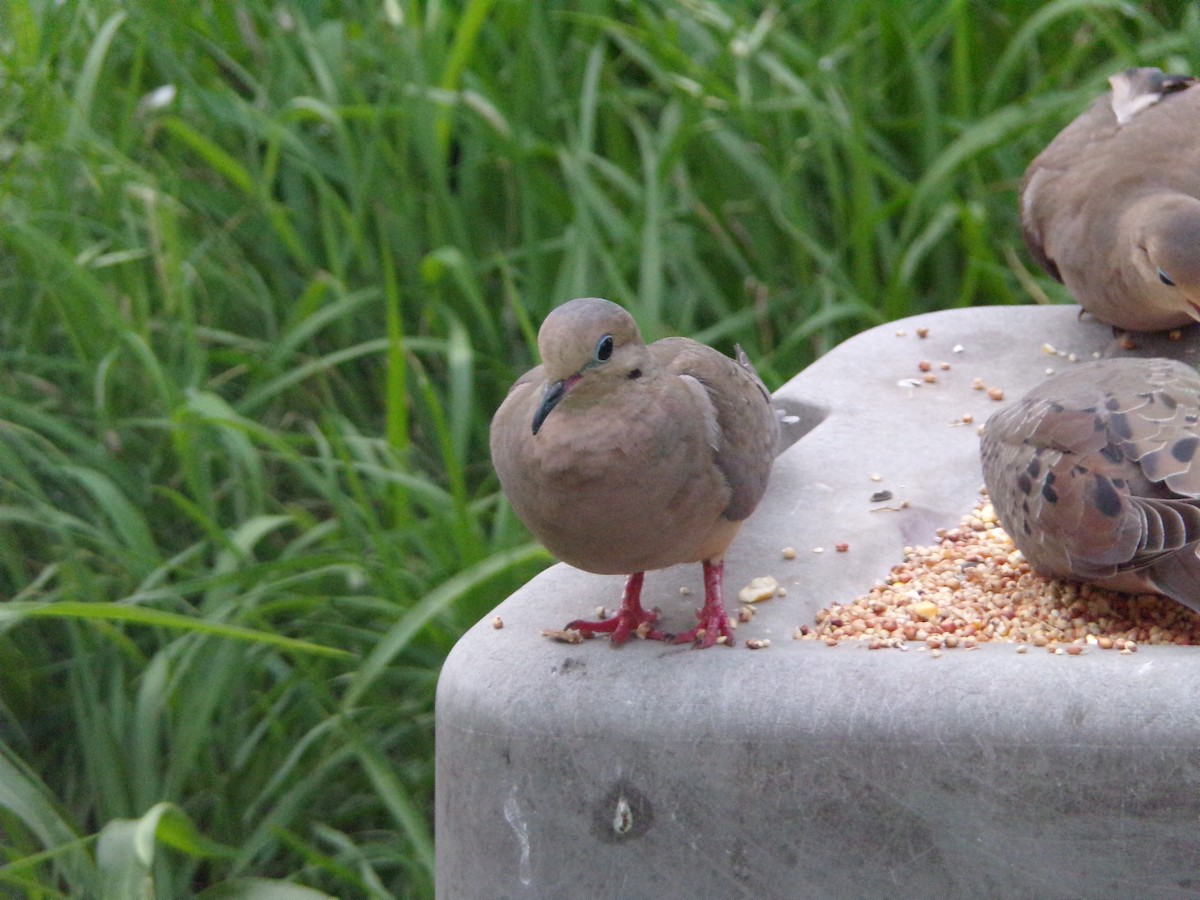 Mourning Dove - Texas Bird Family