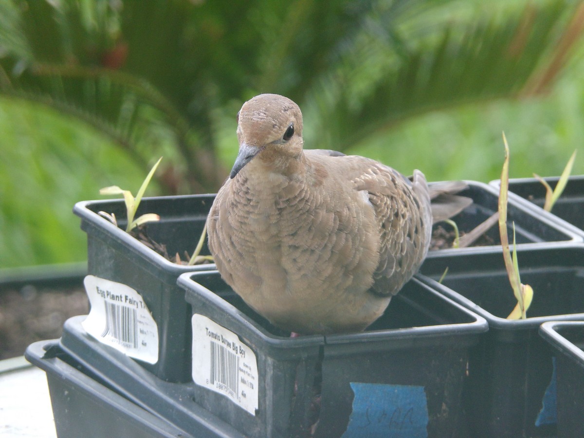 Mourning Dove - Texas Bird Family