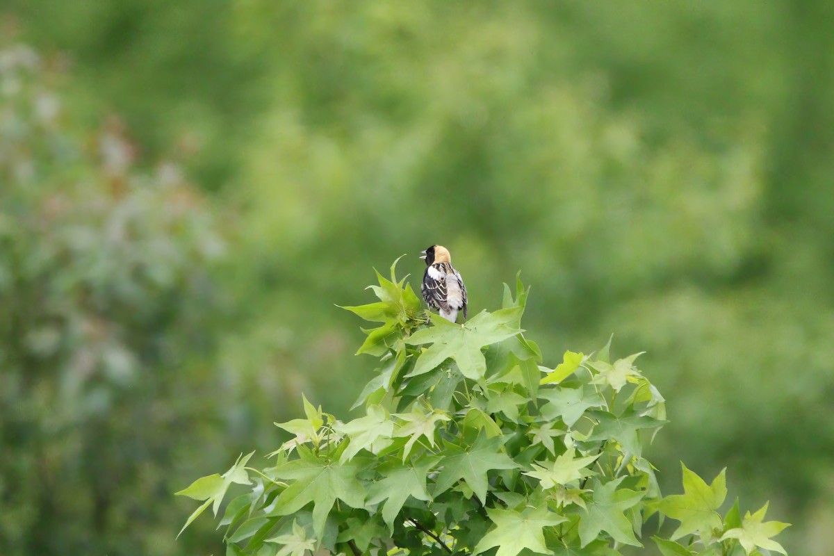 Bobolink - Melissa Ludwig