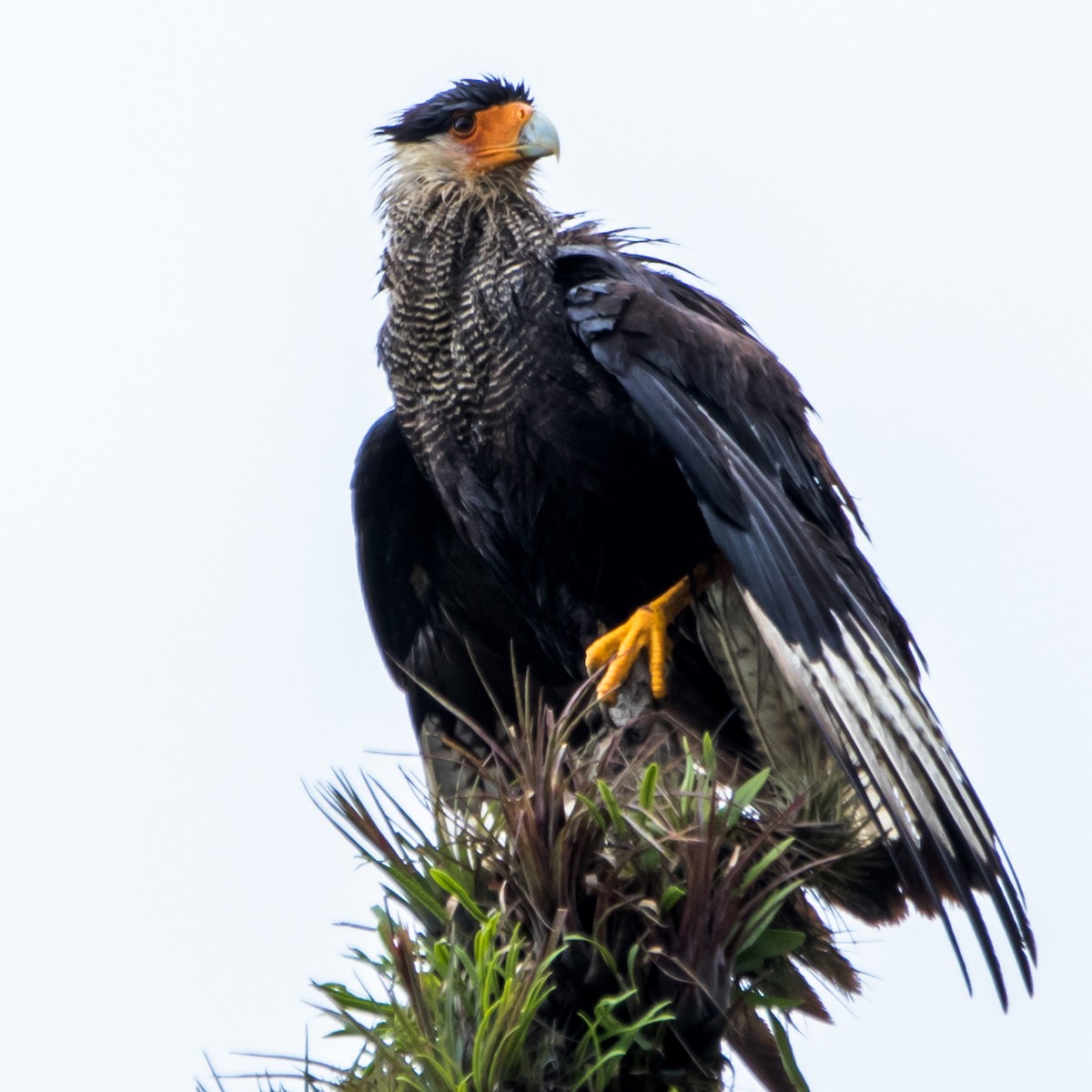 Crested Caracara - Luiz Anjos