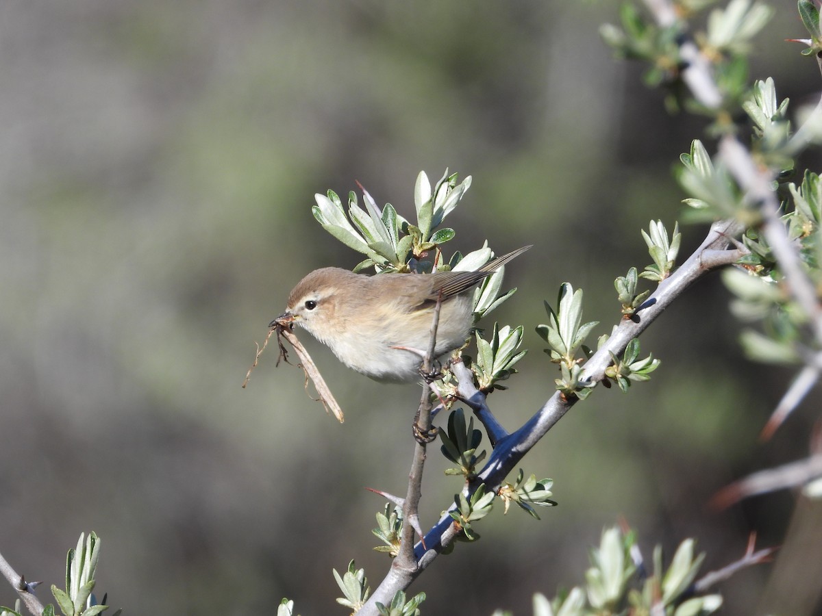 Mountain Chiffchaff (Caucasian) - ML619402236