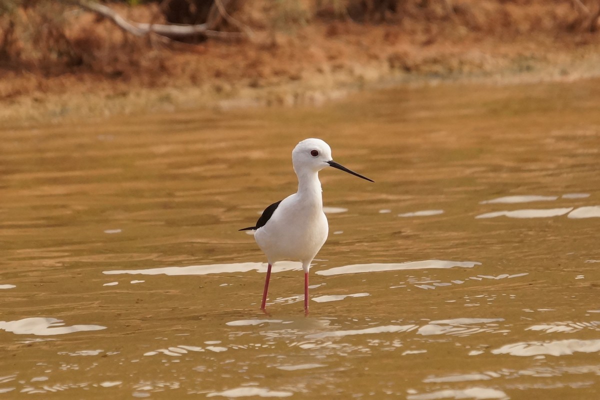 Black-winged Stilt - Mike Pennington