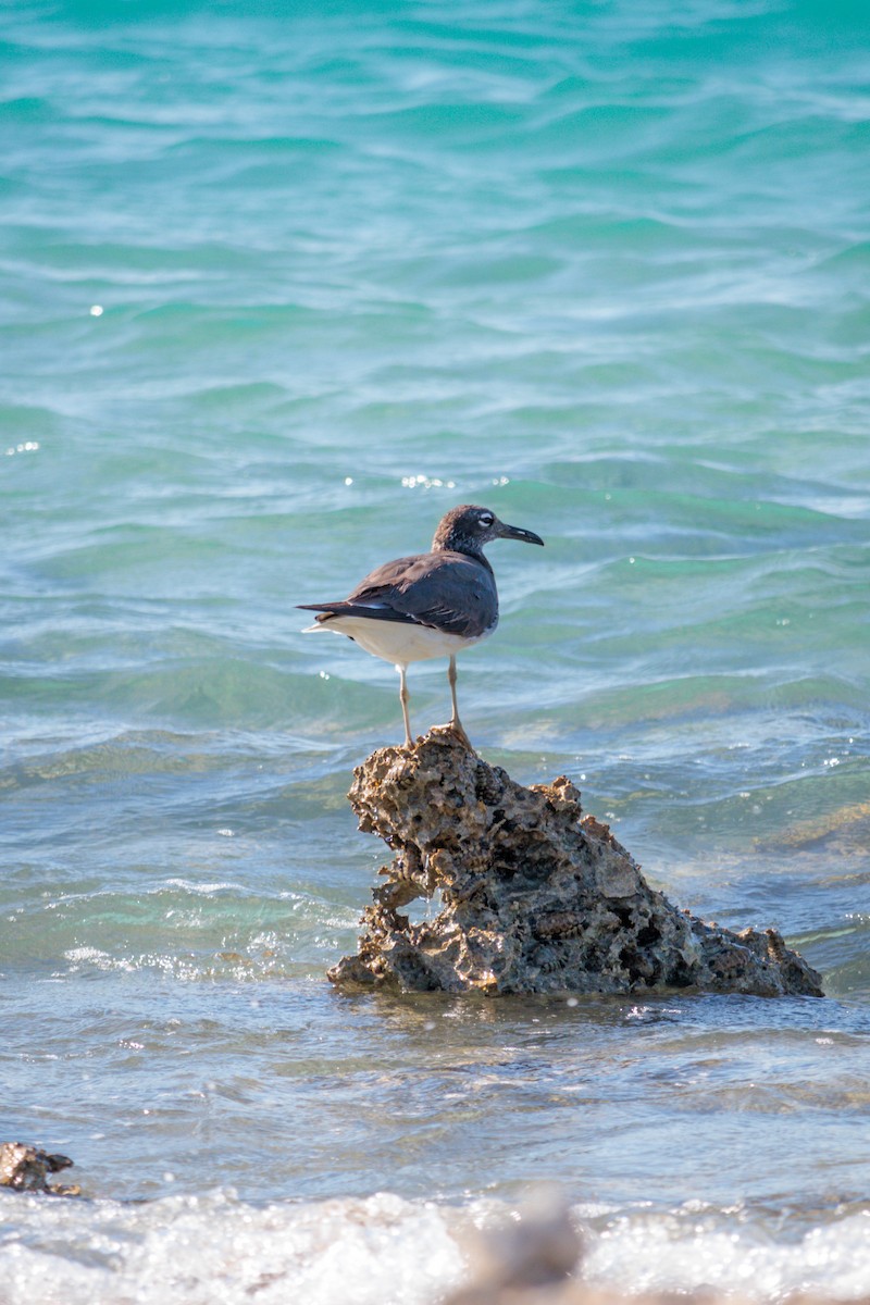 White-eyed Gull - ML619402245