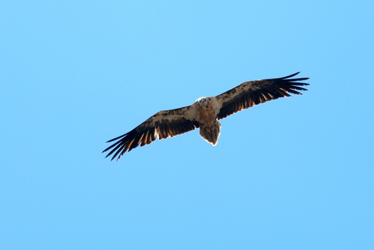 Egyptian Vulture - Mike Pennington