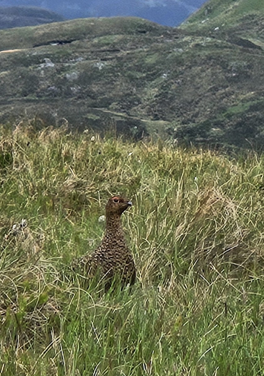 Willow Ptarmigan - Scott McKinlay