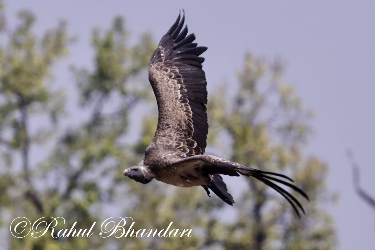 Indian Vulture - Rahul Bhandari