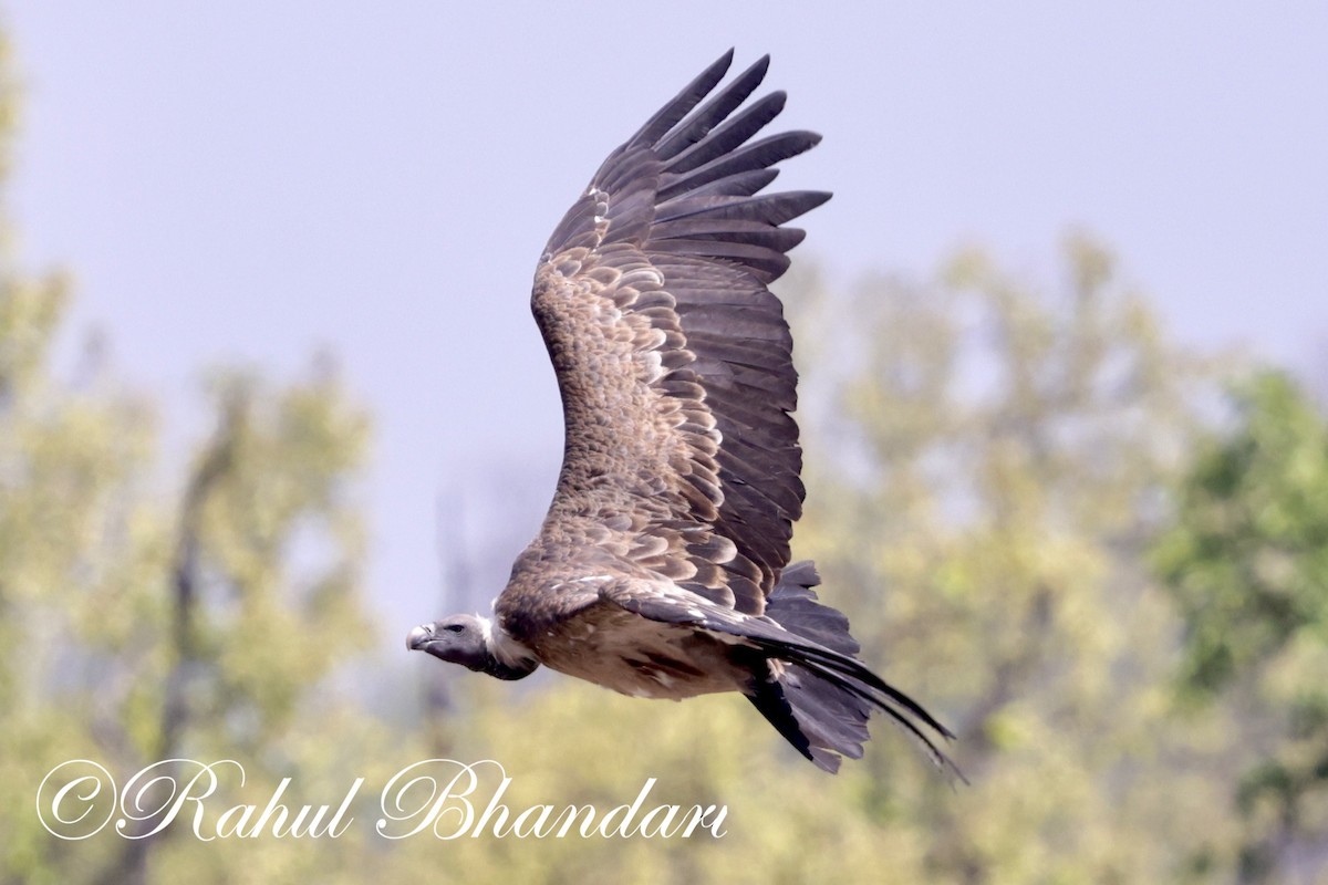 Indian Vulture - Rahul Bhandari