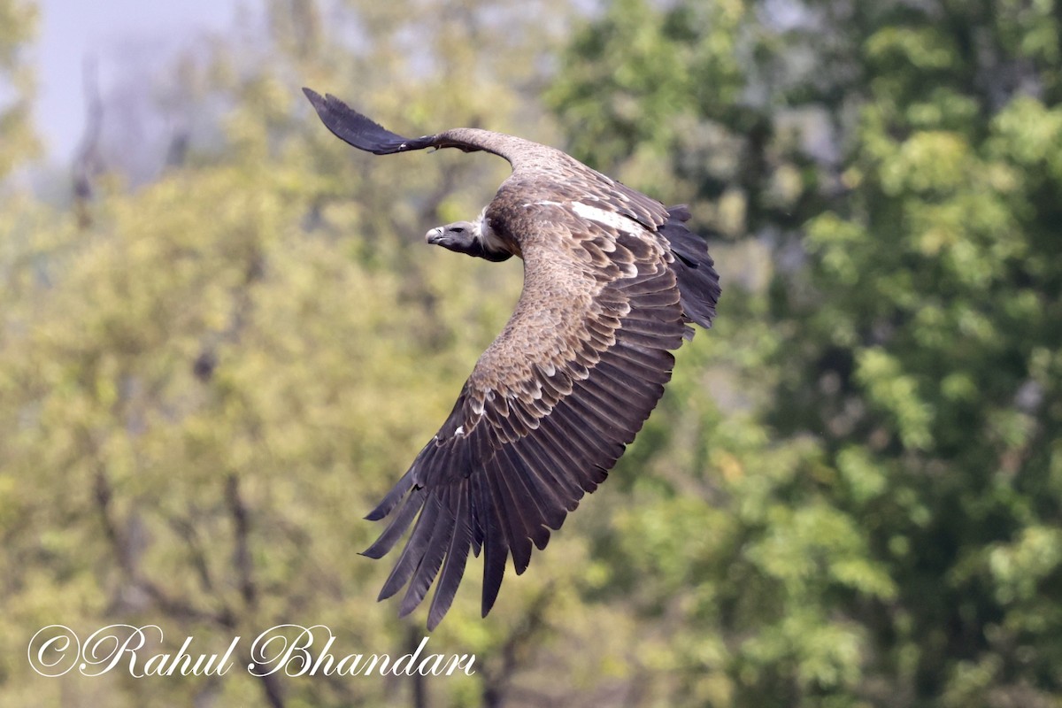 Indian Vulture - Rahul Bhandari