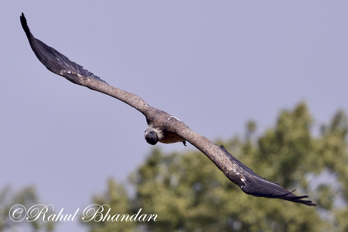 Indian Vulture - Rahul Bhandari