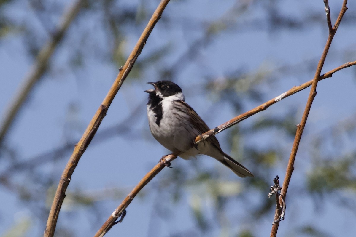 Reed Bunting - Elena Popova