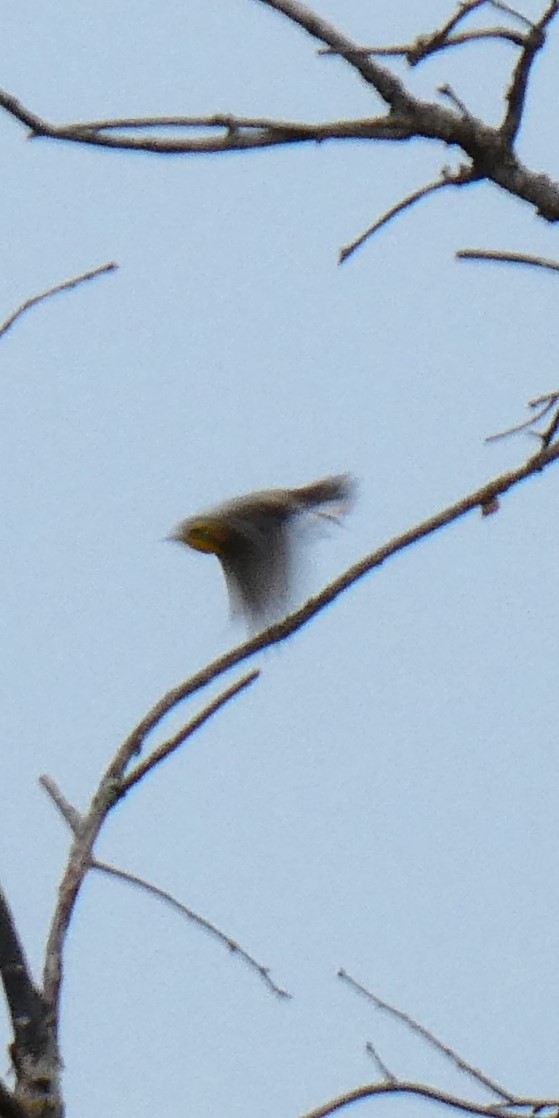 Blackburnian Warbler - K K