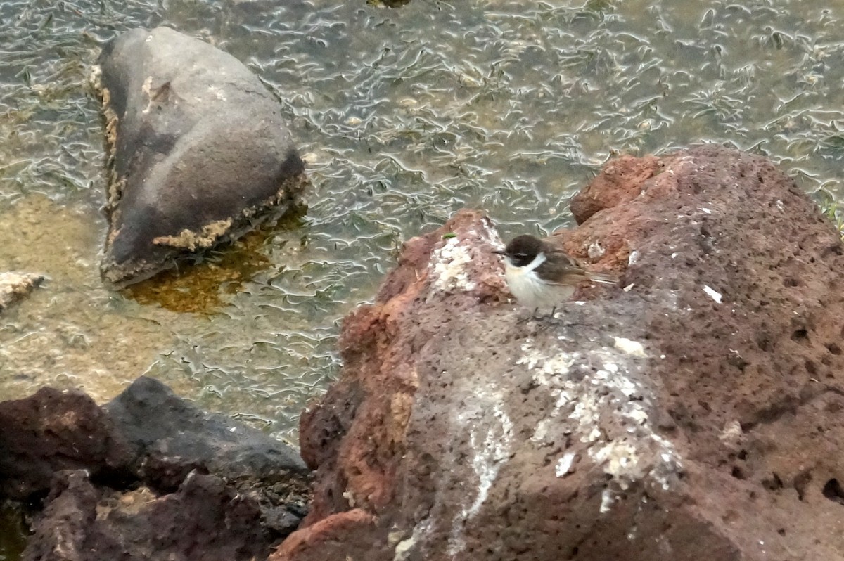 Fuerteventura Stonechat - ML619402309