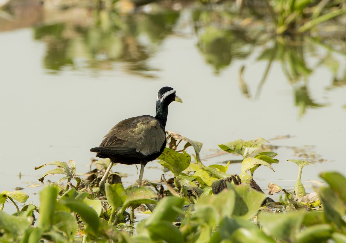 Bronze-winged Jacana - Sathish Ramamoorthy