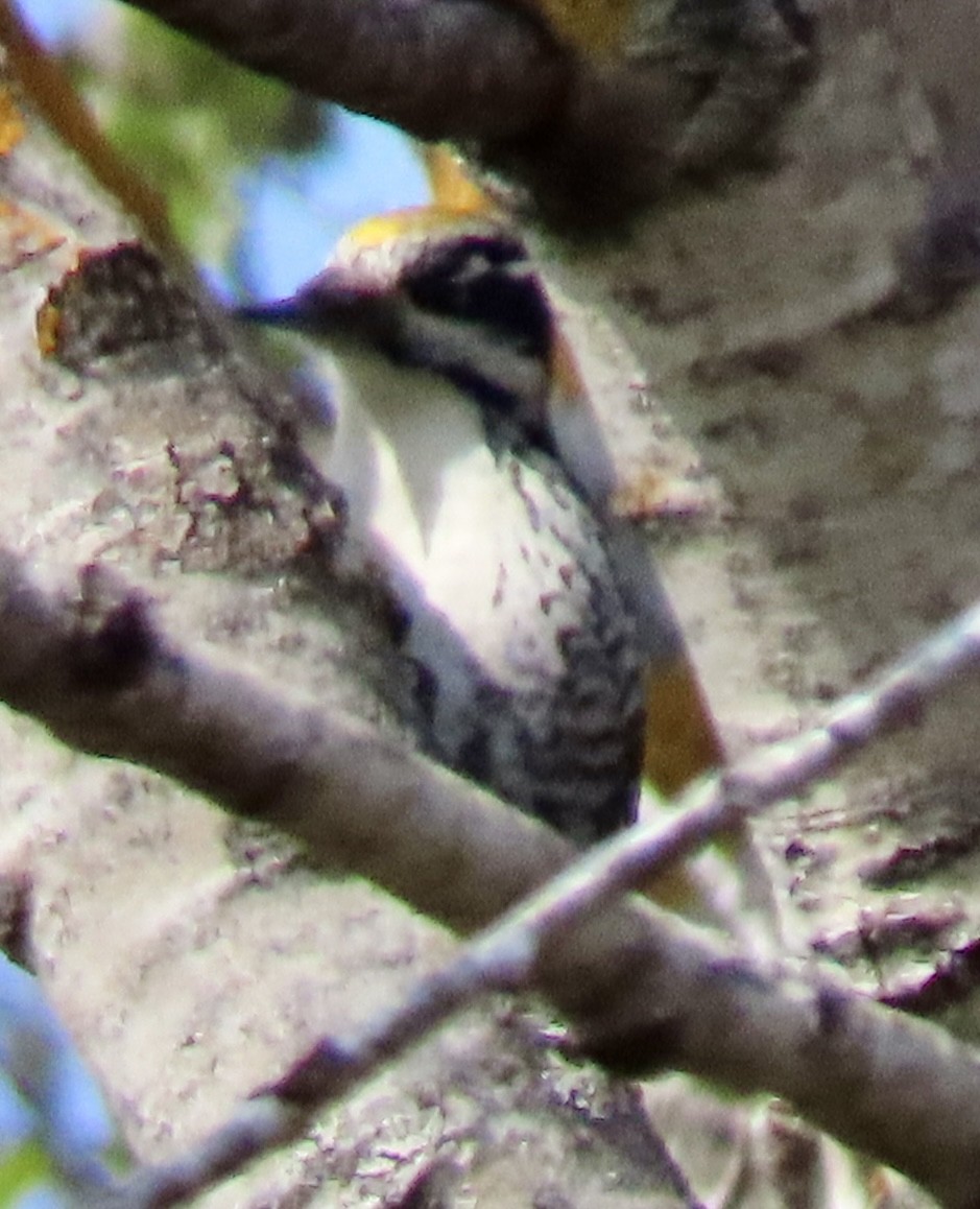 Eurasian Three-toed Woodpecker (Eurasian) - Suzanne Roberts