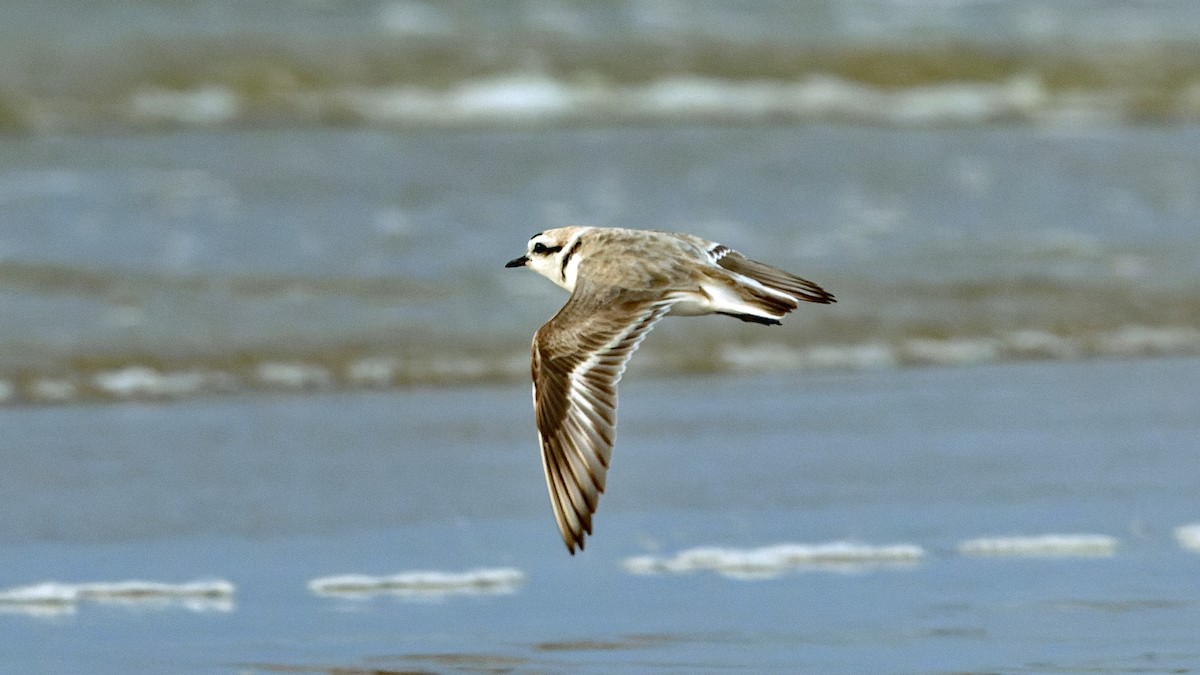 Snowy Plover - Karl H (Hoeff ka)