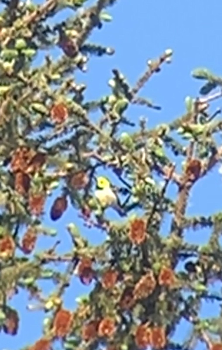 Hermit Warbler - John Kingeter