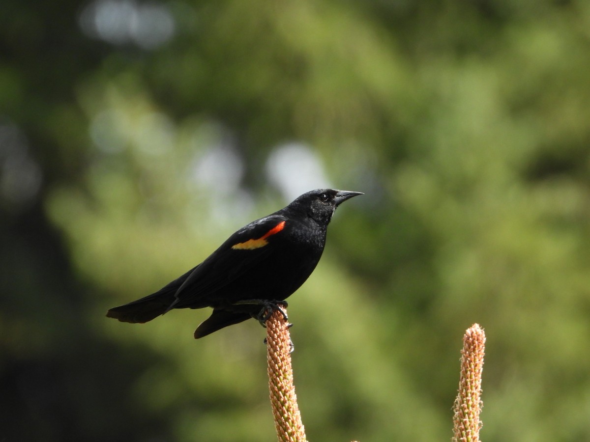 Red-winged Blackbird - Cameron Laubach