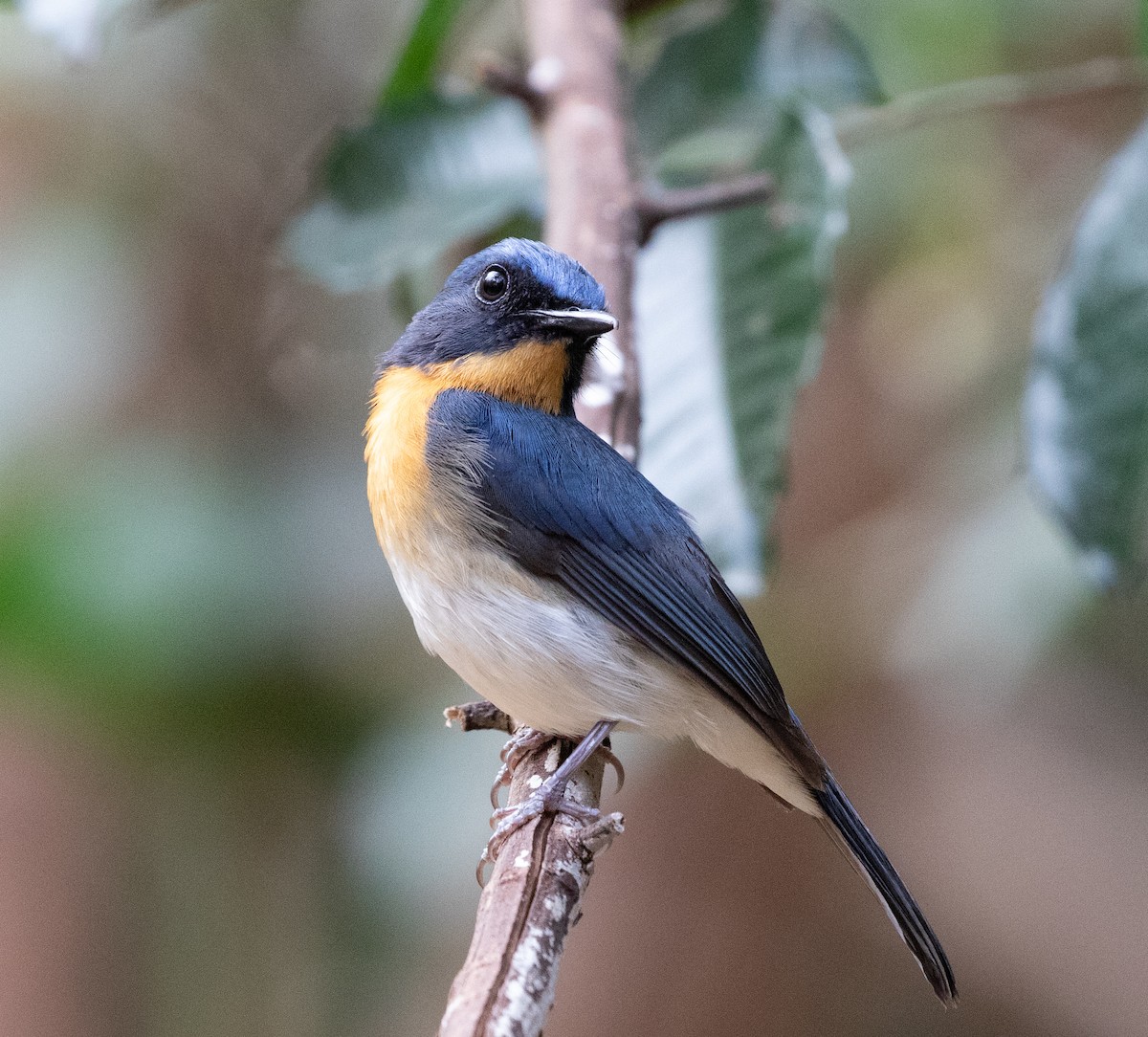 Indochinese Blue Flycatcher - ML619402354