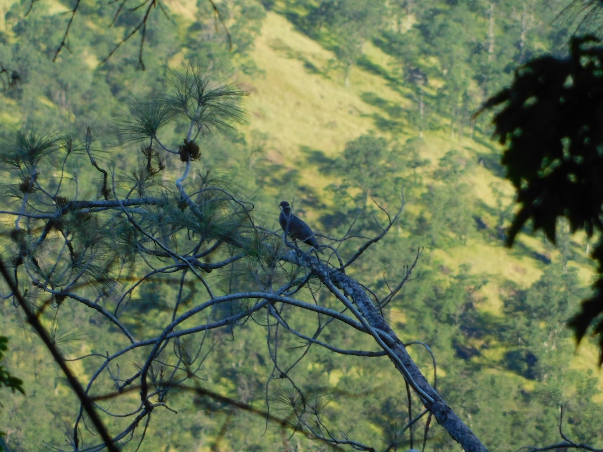 Band-tailed Pigeon - Nathaniel Cooley