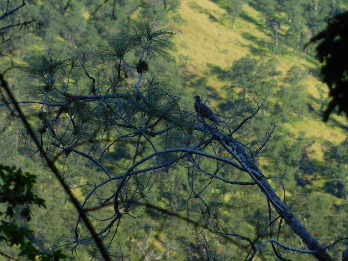 Band-tailed Pigeon - Nathaniel Cooley