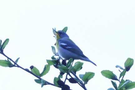 Northern Parula - Glenn Mitchell