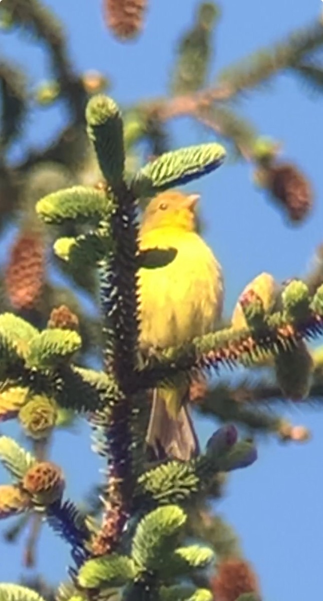 Western Tanager - ML619402367