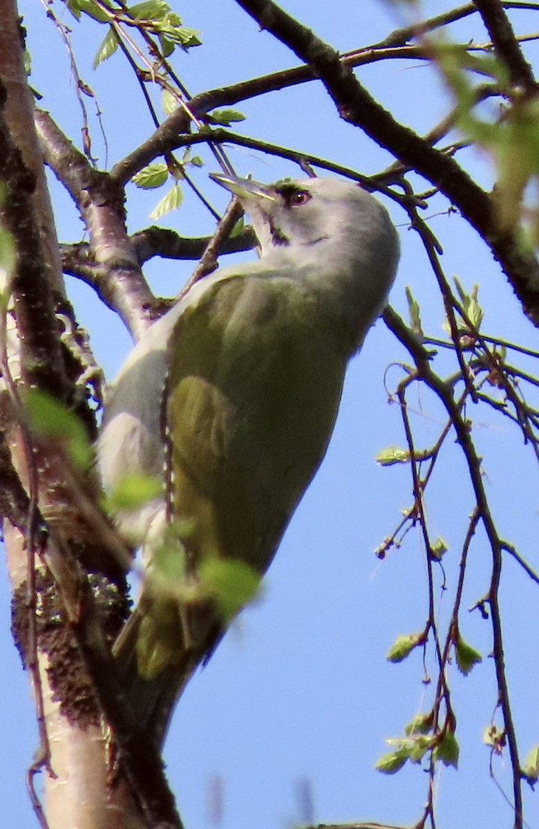 Gray-headed Woodpecker - Suzanne Roberts