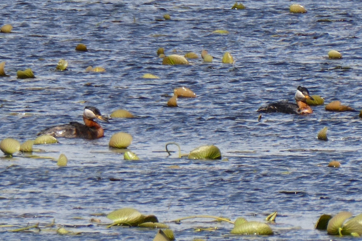 Red-necked Grebe - ML619402379