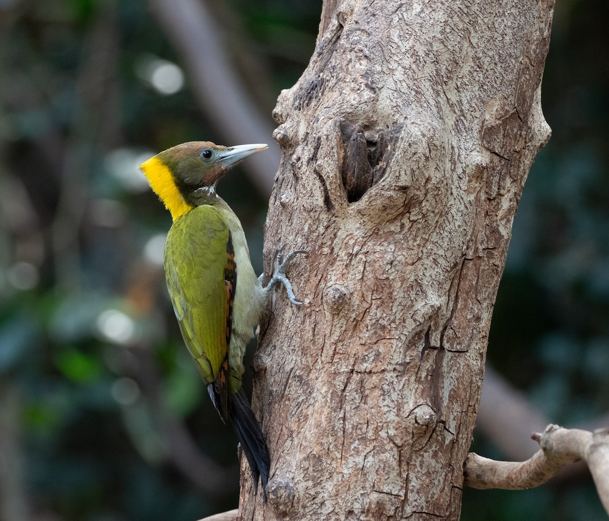 Greater Yellownape - Daniel Gornall