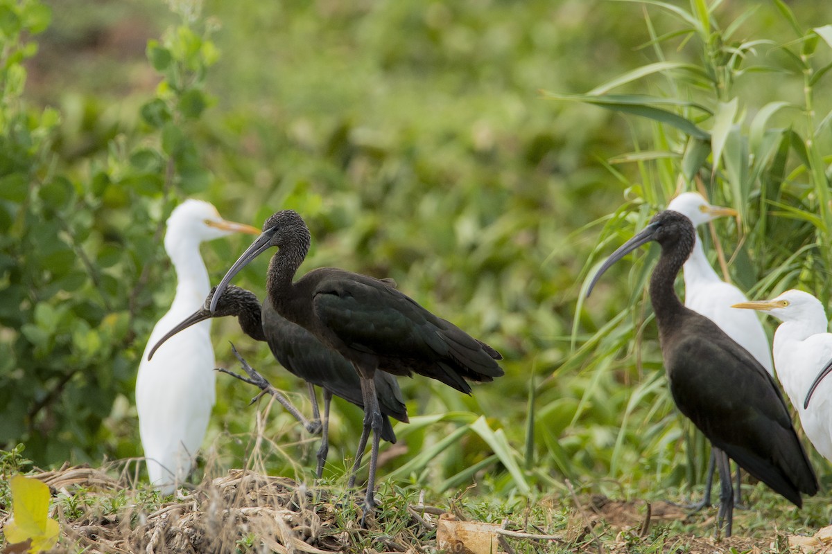 Glossy Ibis - ML619402385