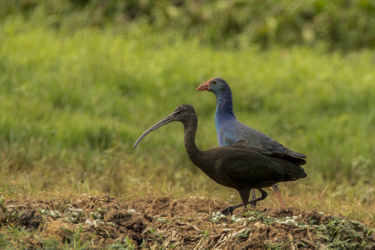 Glossy Ibis - Sathish Ramamoorthy