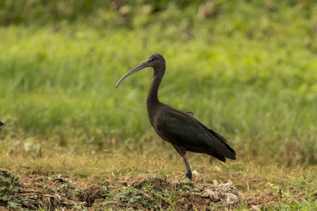 ibis hnědý - ML619402387