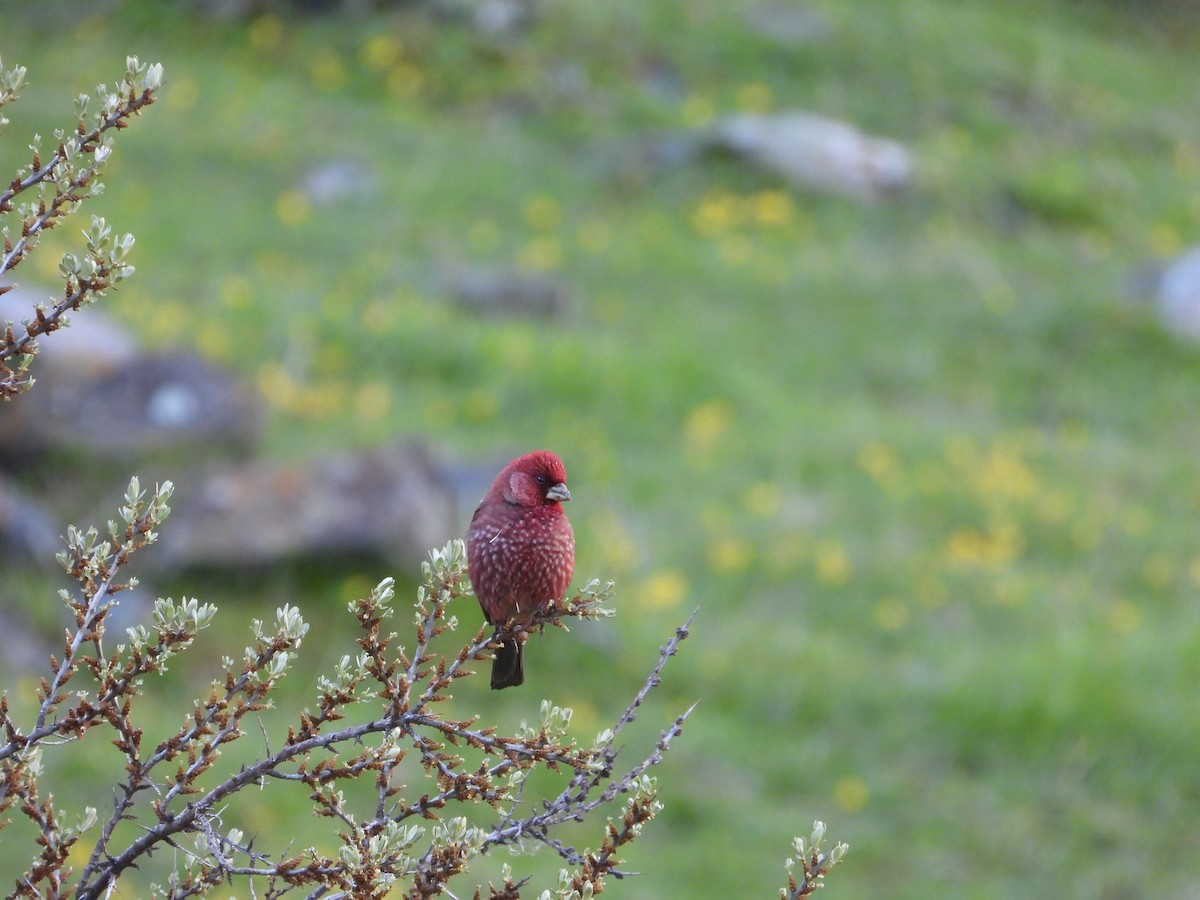 Great Rosefinch (Great) - Josip Turkalj