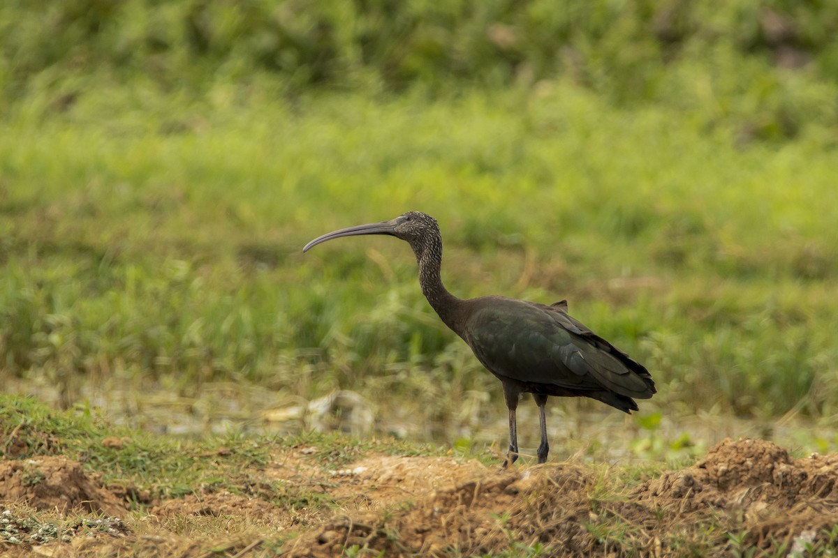 Glossy Ibis - ML619402389