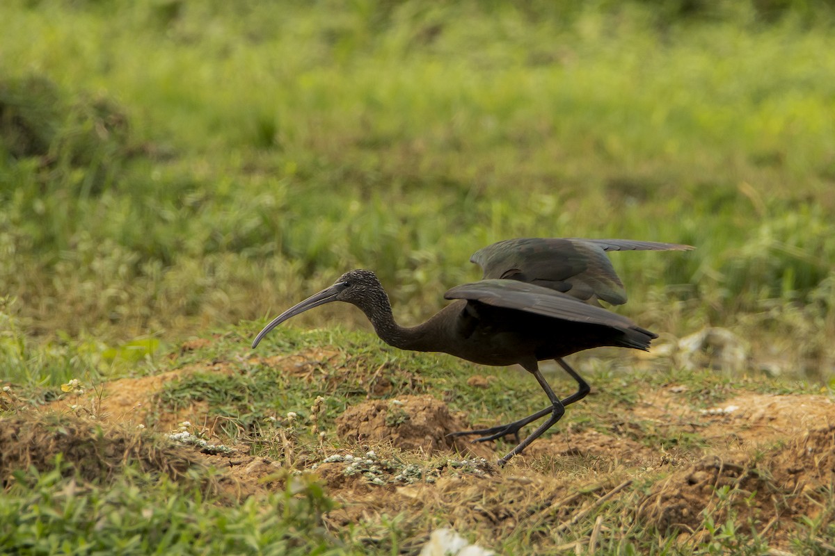 Glossy Ibis - ML619402390