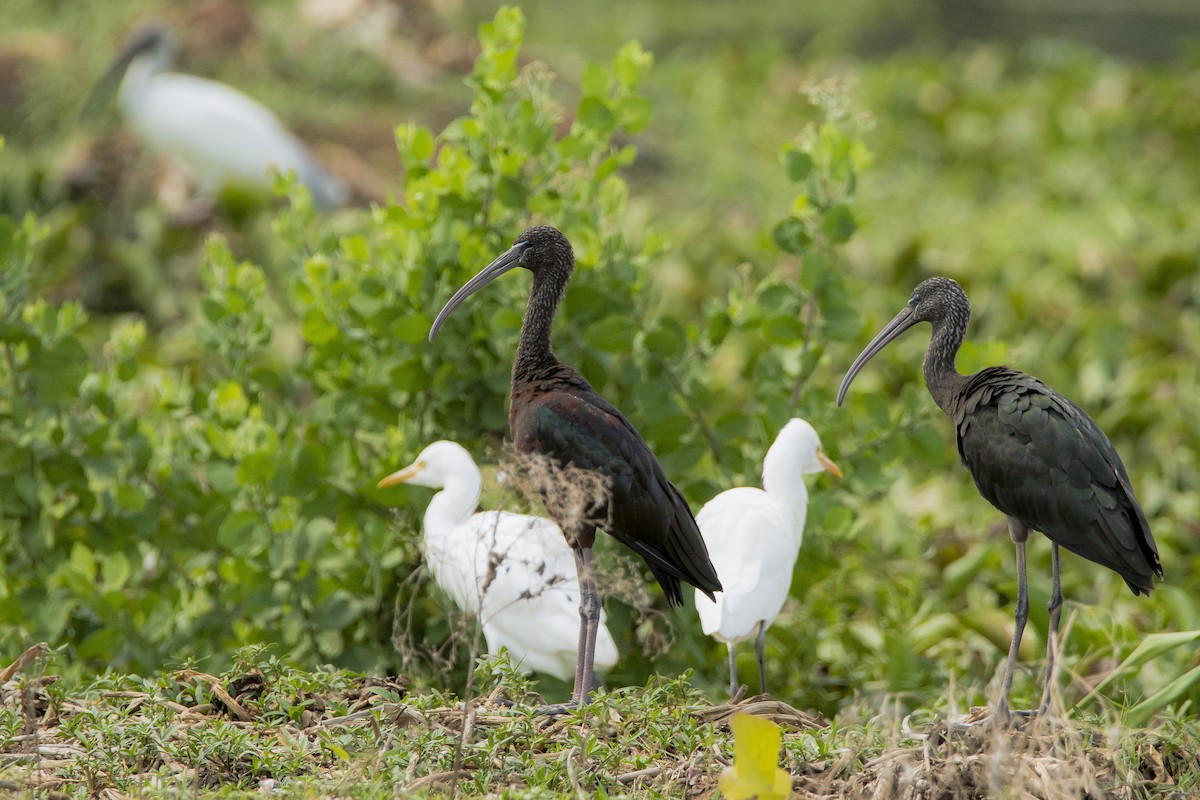 Glossy Ibis - Sathish Ramamoorthy