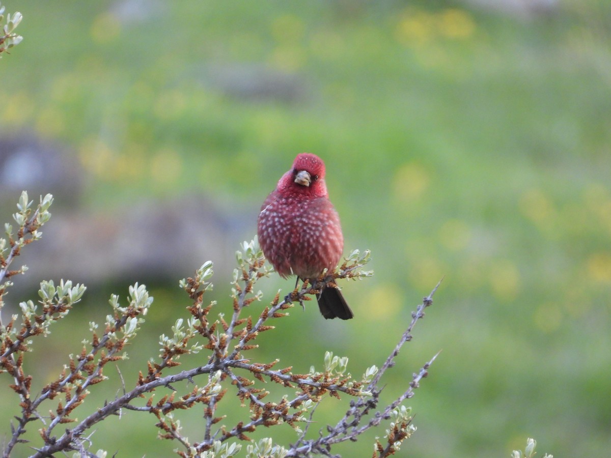 Great Rosefinch (Great) - Josip Turkalj