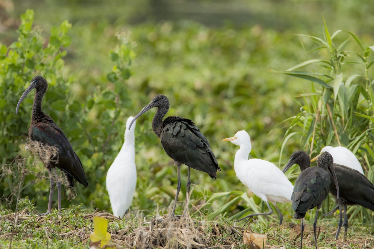 Glossy Ibis - Sathish Ramamoorthy