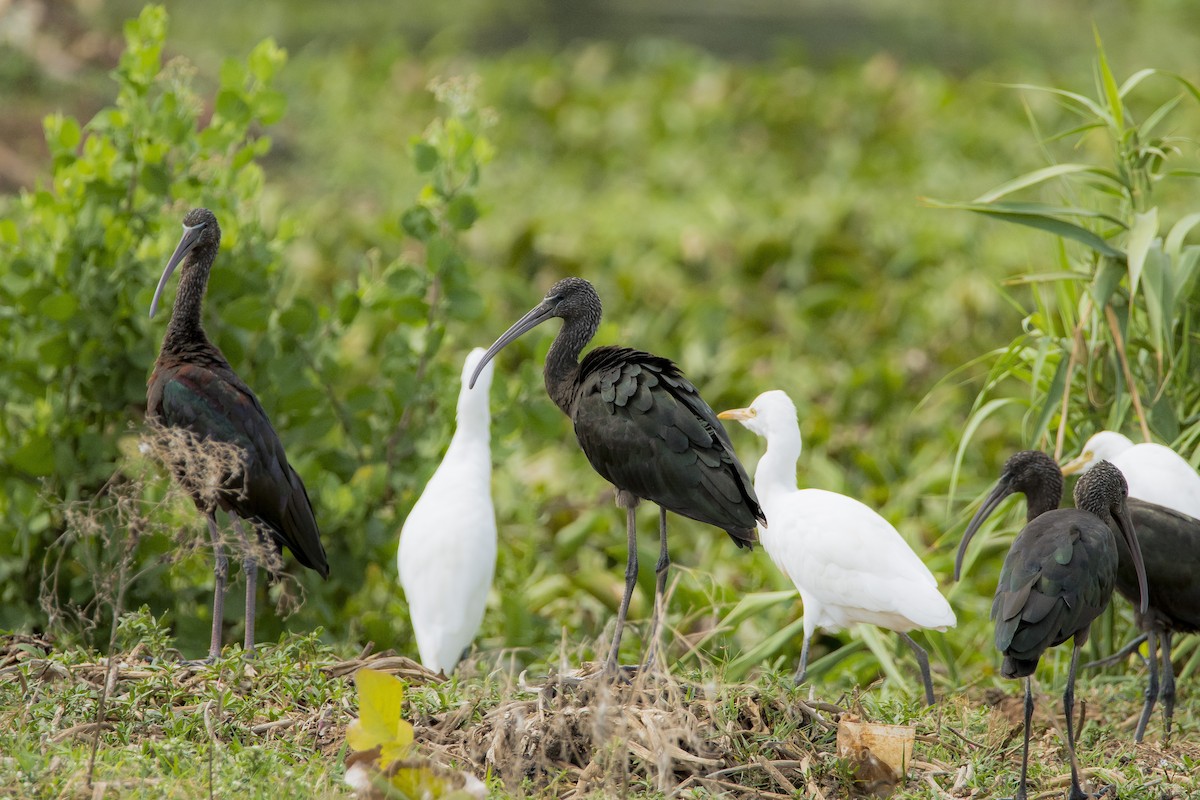 ibis hnědý - ML619402400