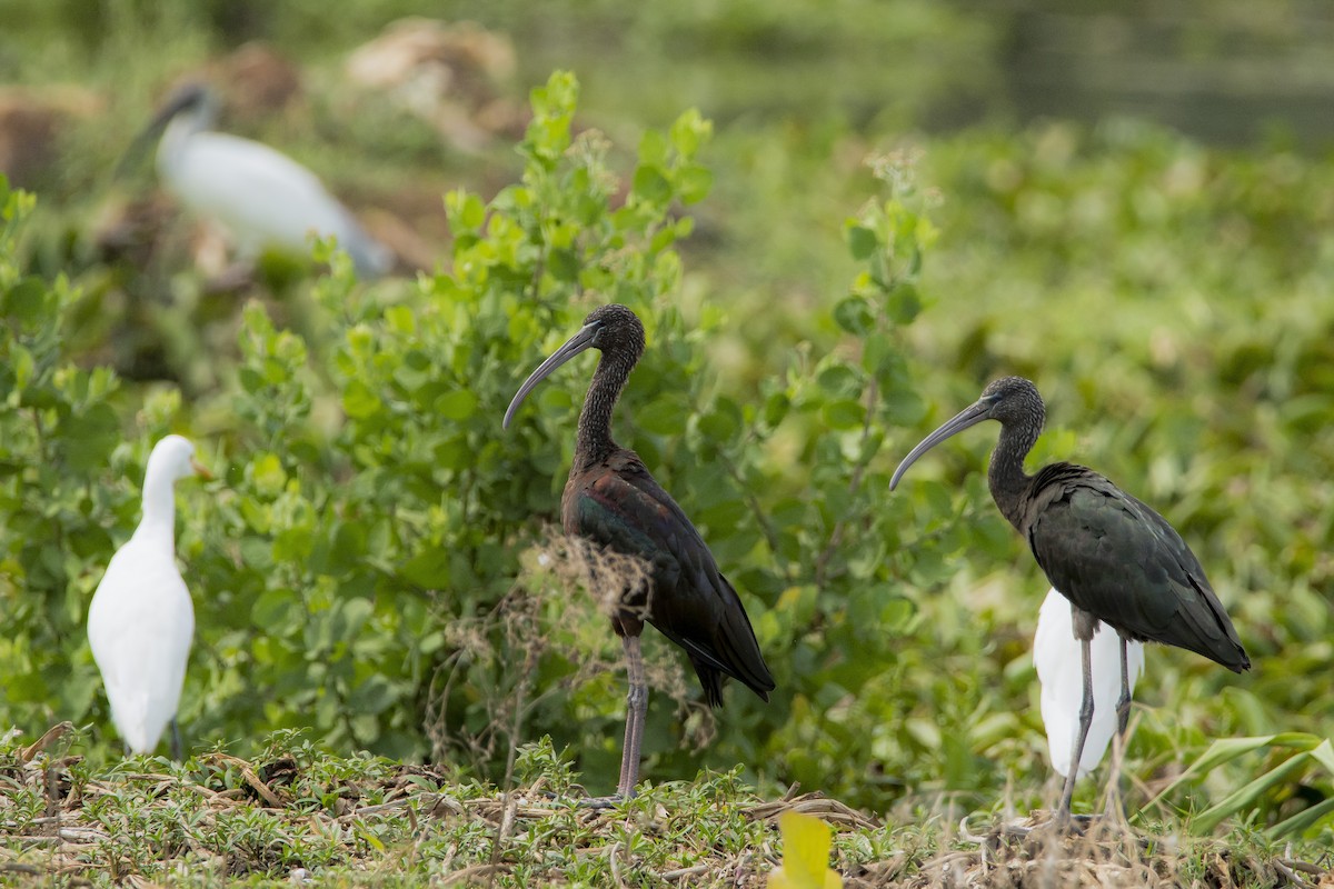 ibis hnědý - ML619402401