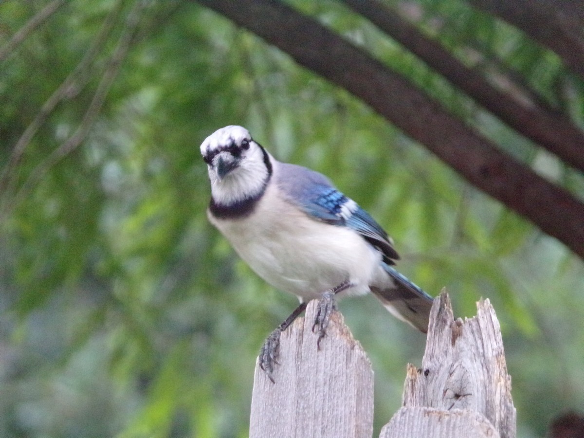 Blue Jay - Texas Bird Family